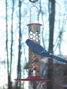 SS08Shell Feeder.jpg